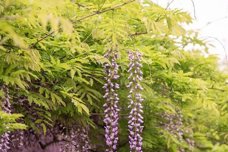 紫藤花诗句赏析