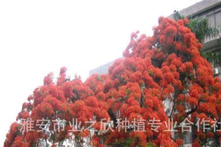 门前种金凤树好吗