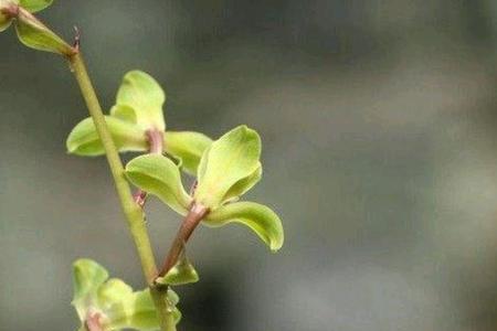 蕙兰开花六天就败了为什么
