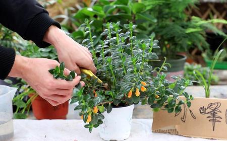 金鱼吊兰需要每年重插吗