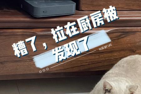 猫在家里乱大便怎么办