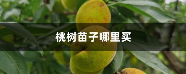 啤酒能浇桃树吗