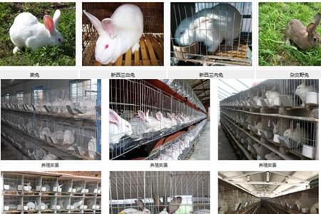 养兔四季喂水有讲究