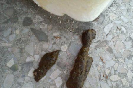 狗狗想便便的叫声
