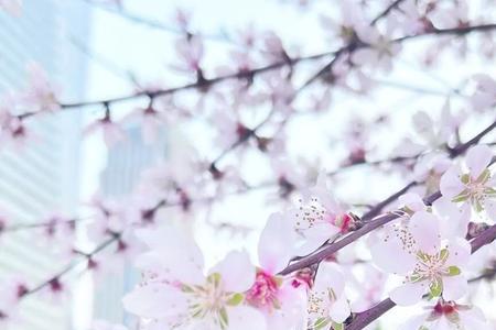 风传花信雨濯春尘的解释