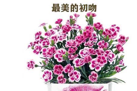 初吻花是多年生植物吗