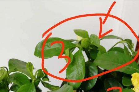 花枯了怎么补救最快