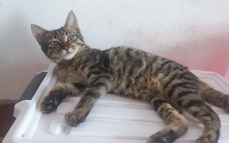 橘花猫是什么品种