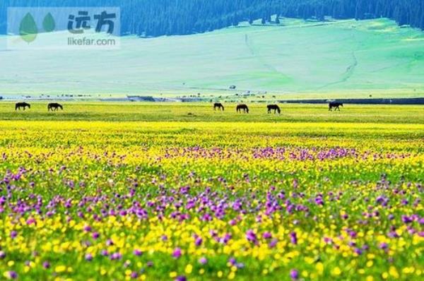 伊犁旅行标语