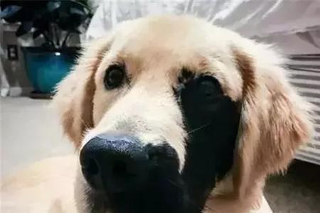 做人狗一点什么意思