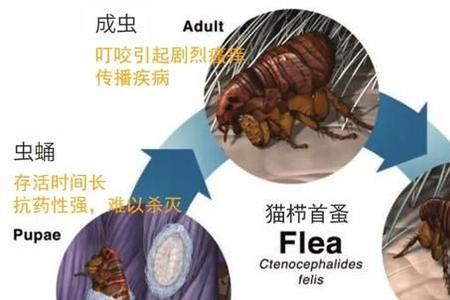 为什么天气潮湿就有跳蚤