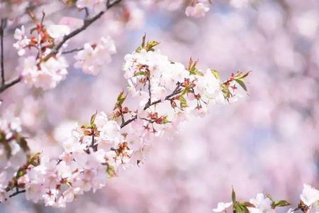 三月春花渐次醒什么意思