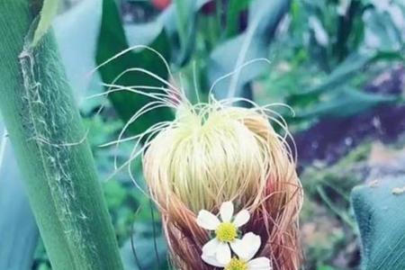 女生说喜欢吃玉米怎么回