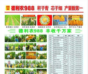 涵金988玉米种