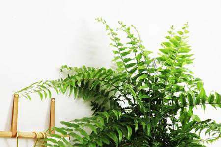 霸王蕨为什么这样叫