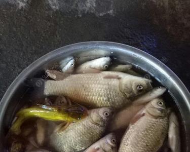 鲫鱼晚上吃蚯蚓吗
