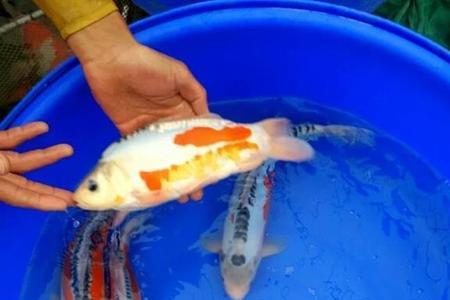 秋翠锦鲤变色过程