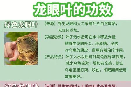 养龟一定要放龙眼叶吗