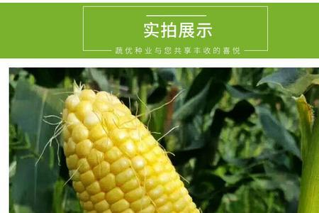 太阳3号甜玉米特征