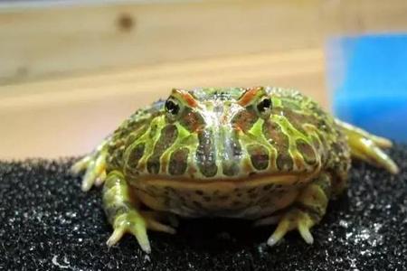 角蛙的眼睛眯成一道线