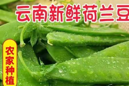 荷兰豆怎样保存时间长而新鲜
