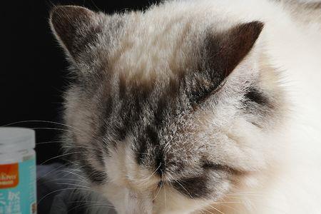 猫咪喜欢吃什么零食