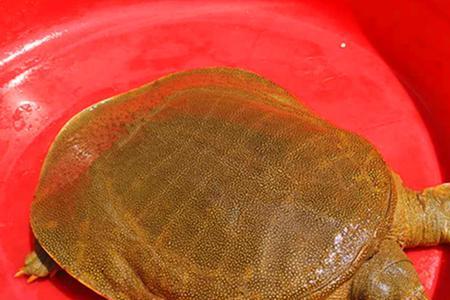 水鱼10斤重怎么杀
