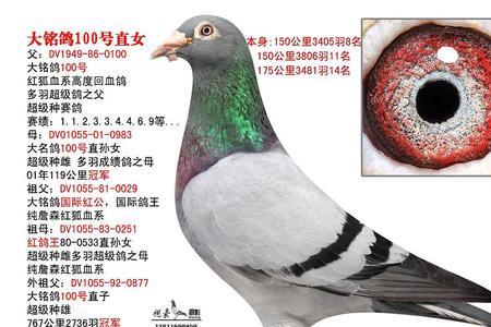 fr是哪的鸽子环号