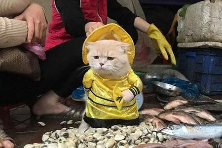 卖鱼是什么职业