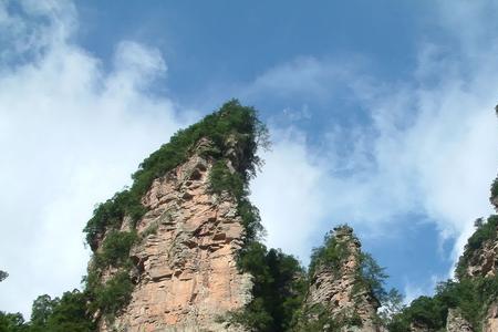 丹竹是苦竹吗