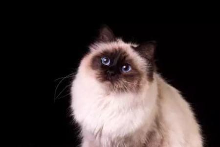 尖嘴猫好养吗