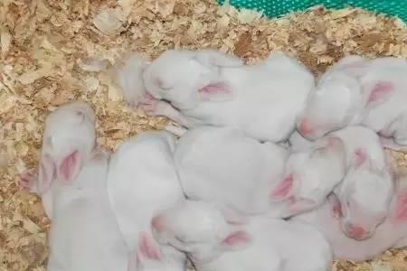 已经断了母奶的幼兔，可以喝水吗