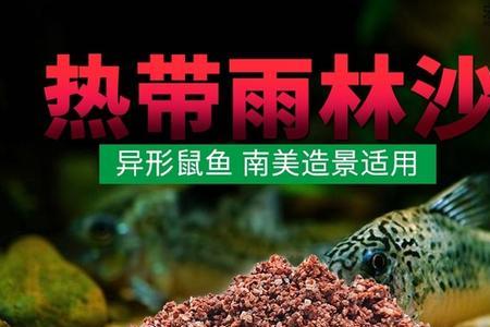 火山石底砂能养鼠鱼吗