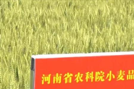 郑麦820小麦品种审定公告