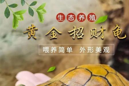12厘米巴西龟多少年