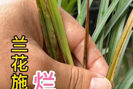 兰花不烂根绝密配方
