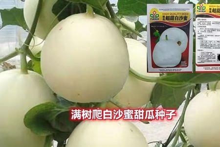白甜瓜怎么分公母