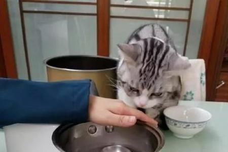 宠物猫喂饭可以吗