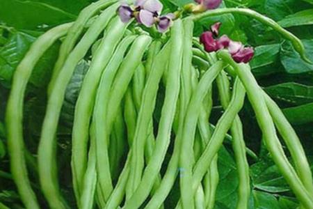 豆角中午种行吗