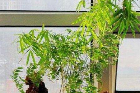 米竹叶子颜色慢慢变淡什么原因