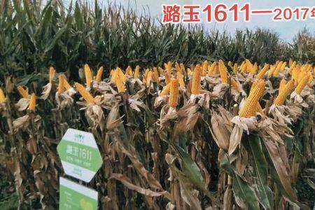 荃玉198玉米种子介绍