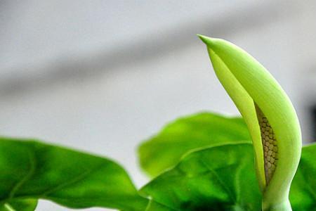 滴水观音如何多爆芽