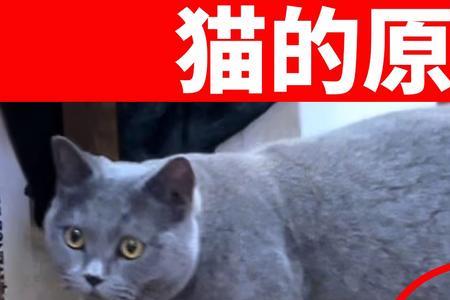 公猫没有原始袋是有什么问题