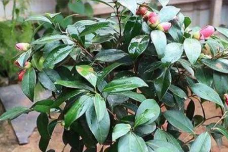艾茶花掉叶怎么办