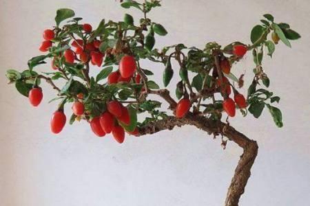 枸杞盆栽怎么种植方法