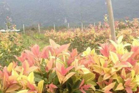 茶花带彩叶的好吗