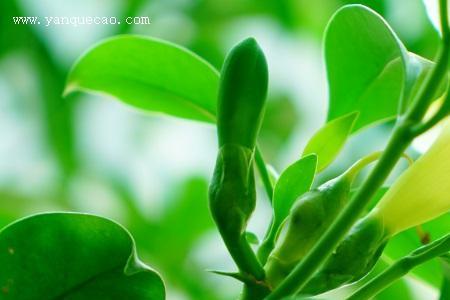 南非茉莉有毒吗