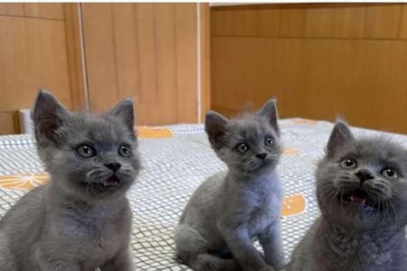 蓝猫有跳蚤毛可以剃光吗