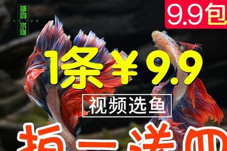 斗鱼一次喂多少饲料