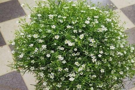 黄色的满天星放家里合适吗